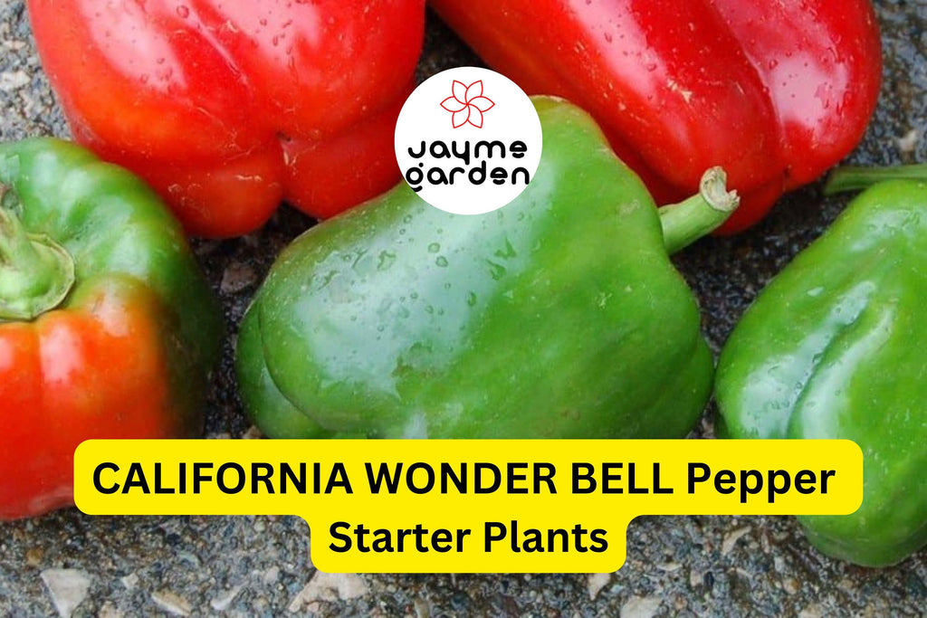 3 California Wonder Bell Pepper Starter Plants - Sweet & Crisp - High Yield for Gardens, Container, Cooking