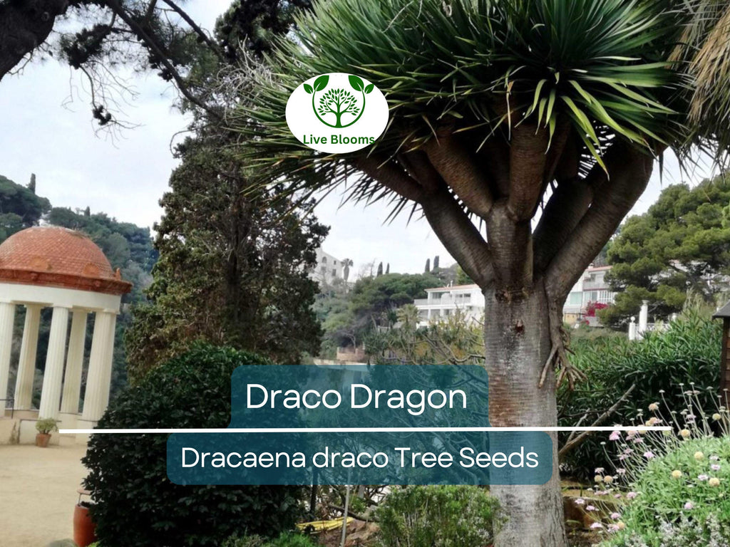 10 Draco Dragon Tree Seeds (Dracaena draco) | Rare Ornamental Plant Seeds | Indoor & Outdoor, Hardy, Exotic Dracaena Species