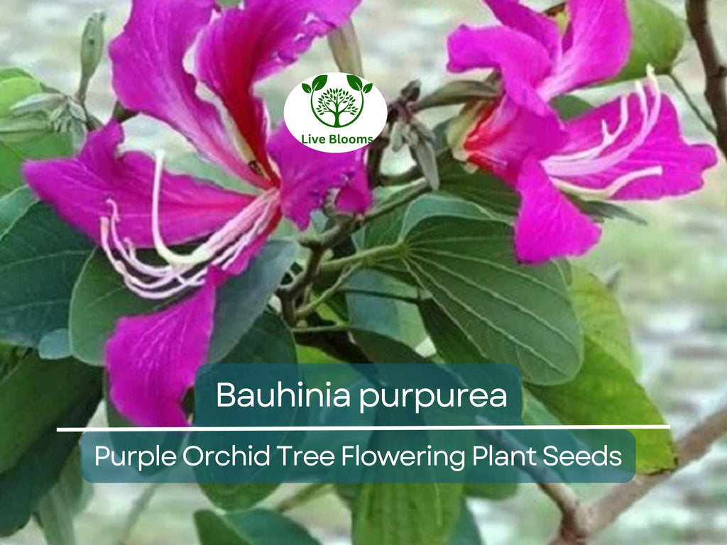 10 Seeds Bauhinia Purpurea – Purple Orchid Tree (Bauhinia purpurea) | Beautiful Flowering Plant for Planting