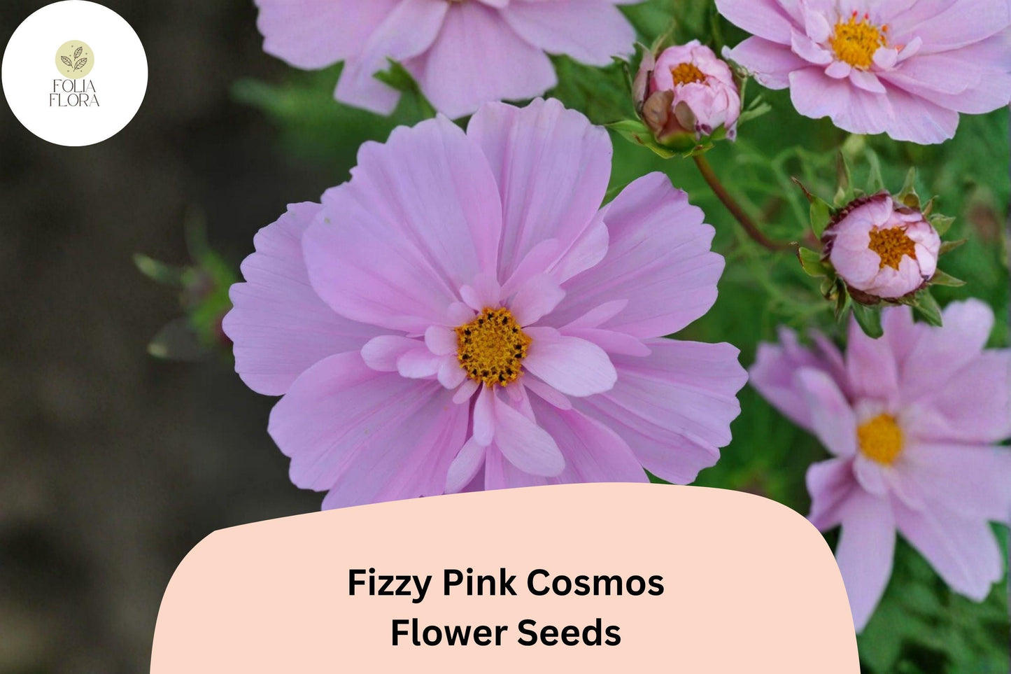 200+ Fizzy Pink Cosmos Seeds | Cosmos Bipinnatus Double Blooms | Pink Ruffled Garden Flower Seeds