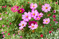 Cosmos – Picotee 100 Seeds | White Blooms with Pink Edges | Elegant Cottage Flower | Easy to Grow