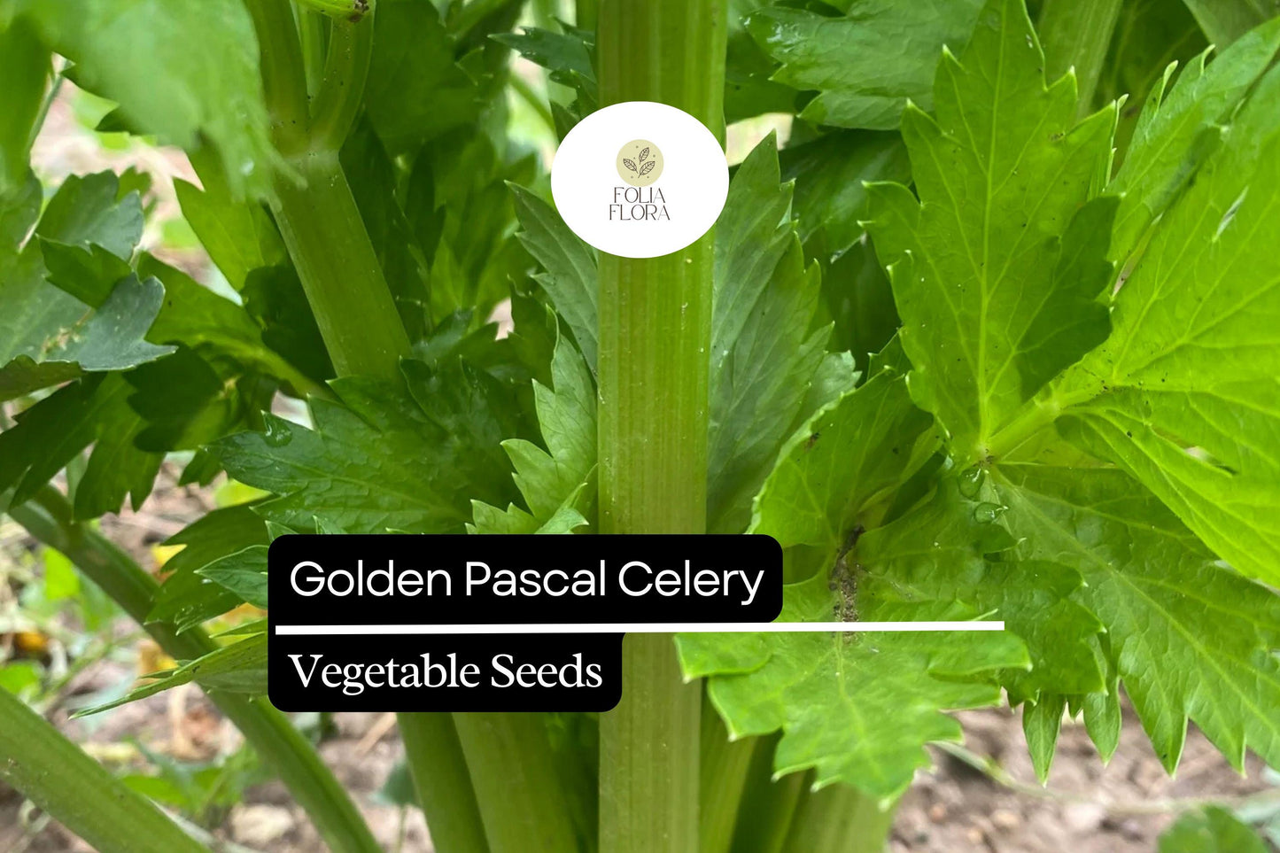 500 Seeds Golden Pascal Celery, Crisp & Sweet Stalks, Heirloom Variety
