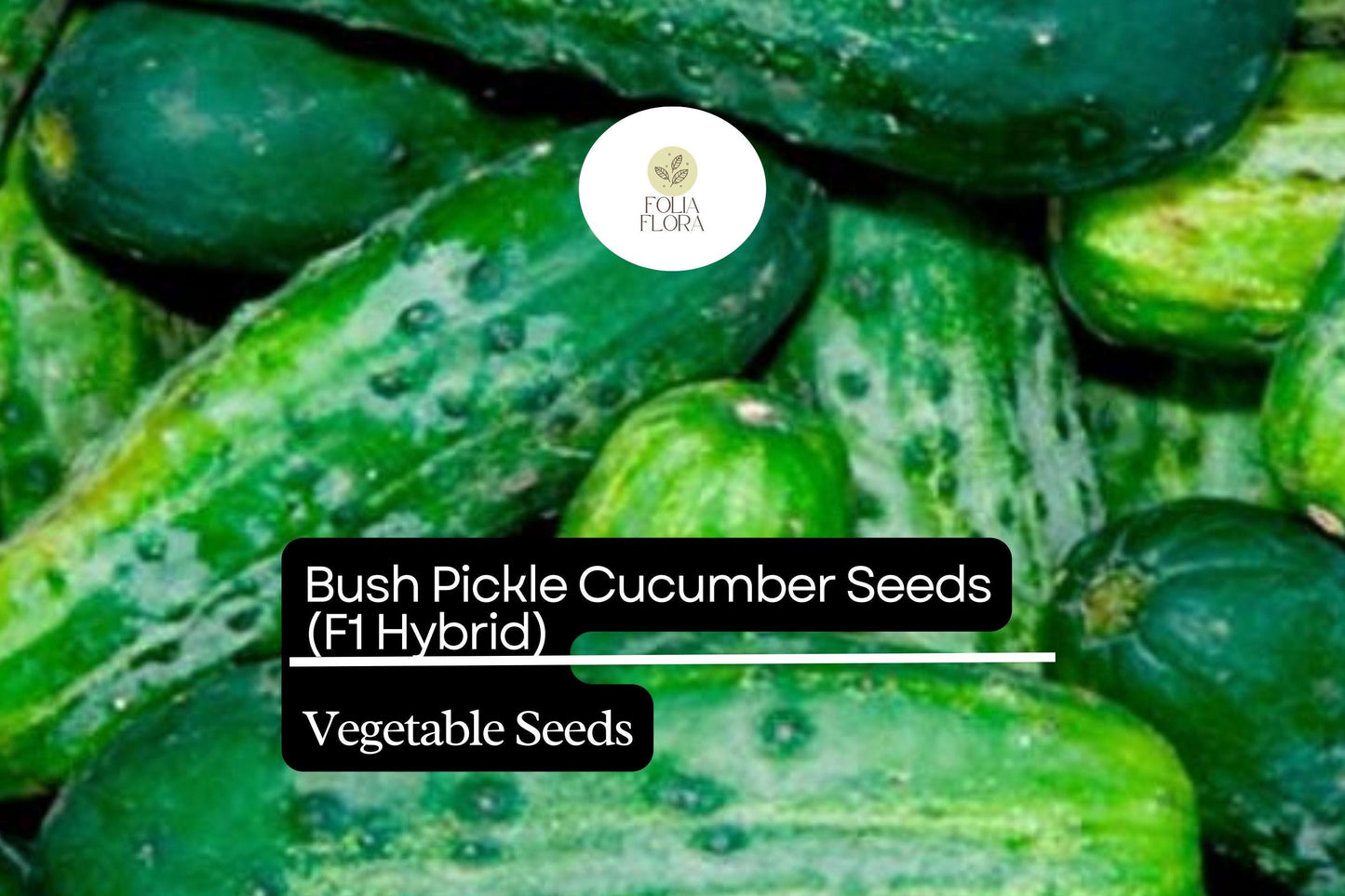 15 Seeds Bush Pickle Cucumber (Cucumis sativus) - Compact F1 Hybrid Variety for Gardens & Containers