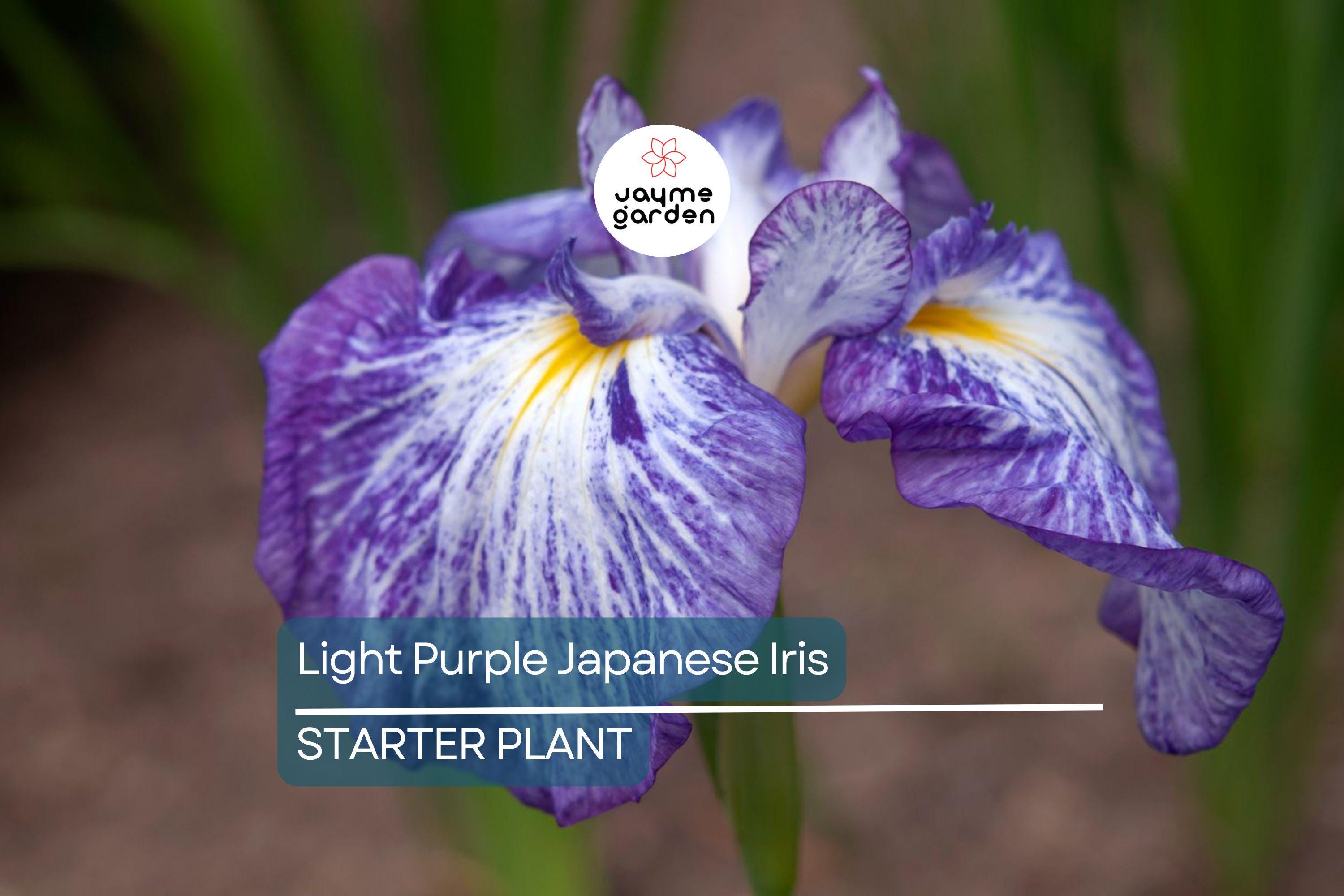 Light Purple Japanese Iris Live Roots | Freshly Dug Bulbs | Spring Blooming Perennial | Hardy & Low Maintenance | Pack of 4