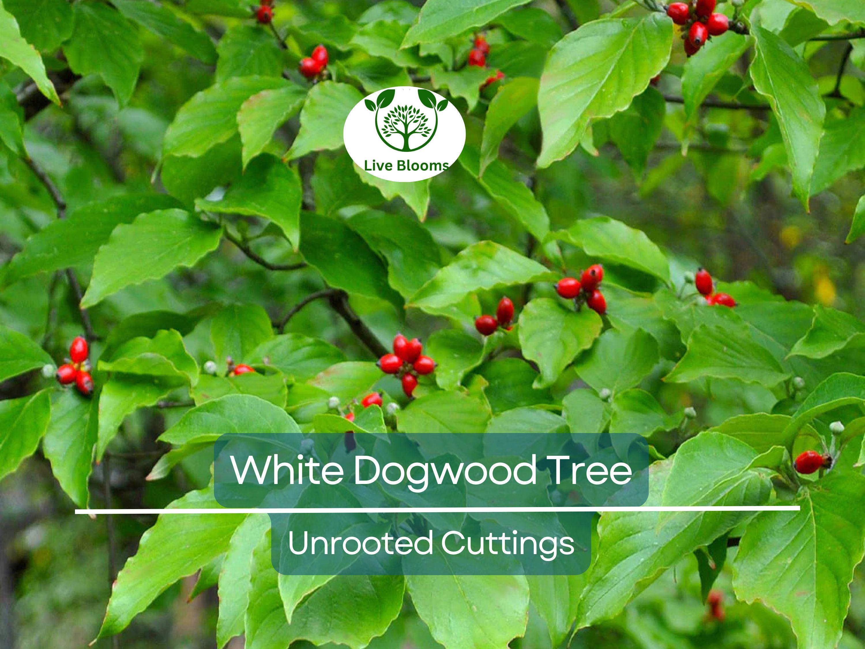 6 Unrooted Cuttings WHITE Dogwood Tree Heirloom (Cornus florida) - 6 Inches, Ornamental Tree, Hardy, Perfect for Gardens & Landscaping