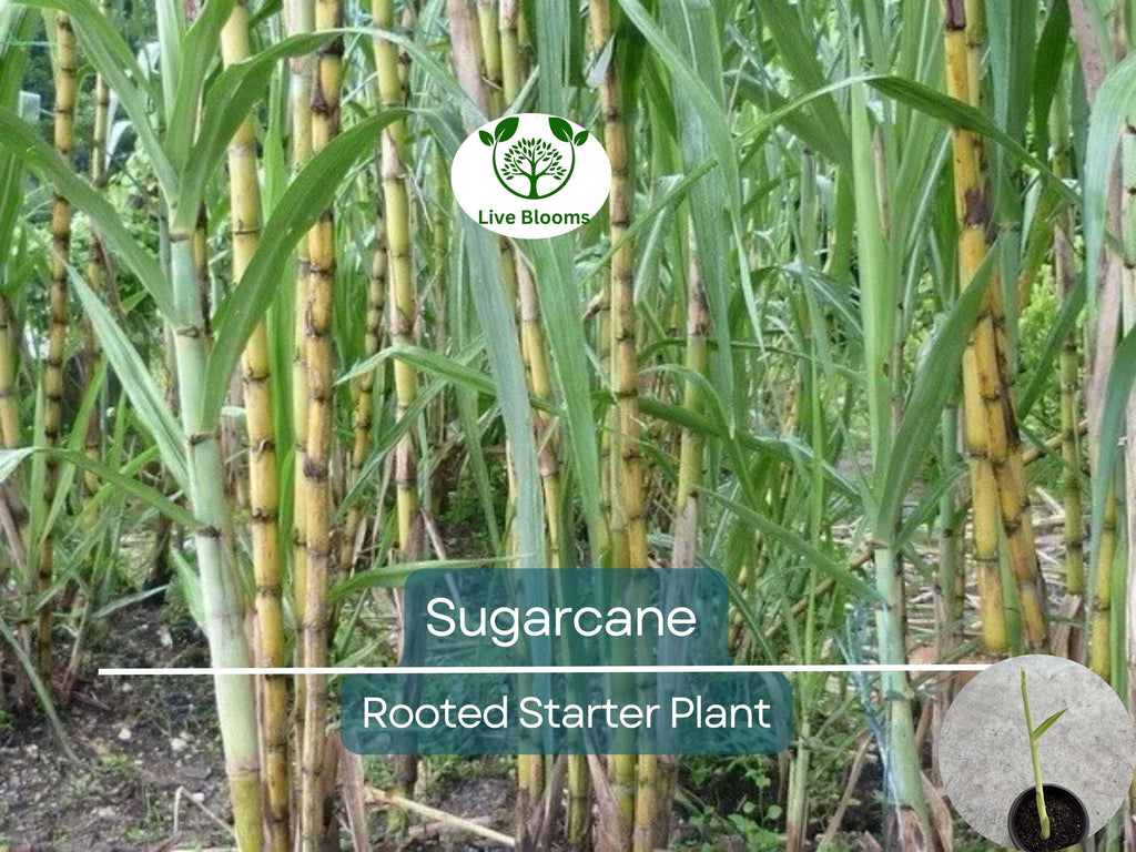 1 Rooted Sugarcane Plant 8" - Sweet Juicy Cutting, Ready to Plant, Saccharum officinarum, Perfect for Garden, Fresh Sugarcane, Easy to Grow