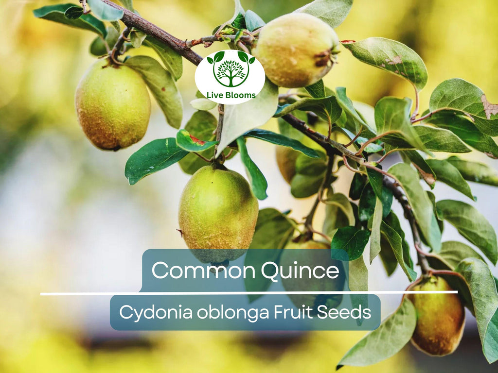 20 Common Quince Fruit Tree Seeds (Cydonia oblonga), Sweet Edible Fruits, Hardy Tree, Backyard Orchard, Garden Starter, Homegrown