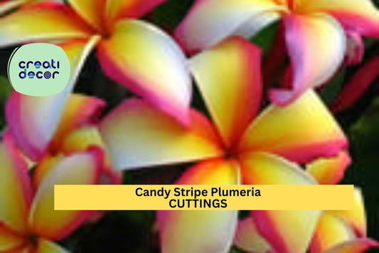 1 Candy Stripe Plumeria Cutting – 10" Single-Head Unrooted Stem | Original Variety | Tropical Frangipani for Pots or Garden Planting