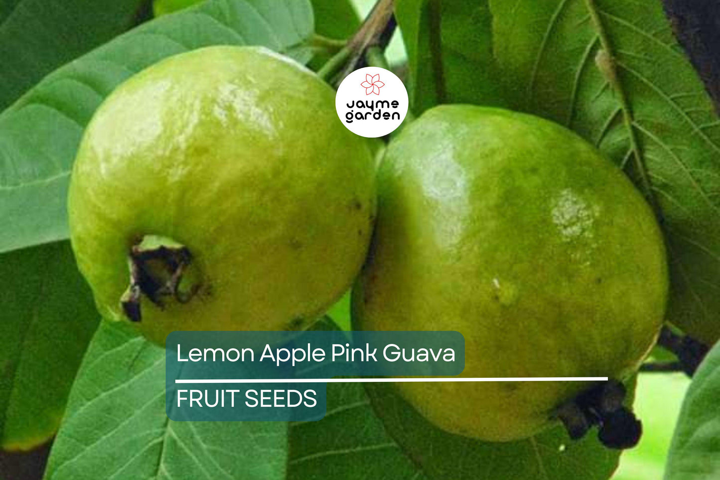 20 Ruby Supreme Guava Tree Seeds - Psidium guajava - Grow Exotic Pink Fruit