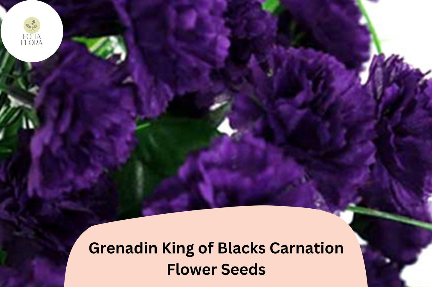 200+ Grenadin King of Blacks Carnation Seeds: Purple Double Blooms