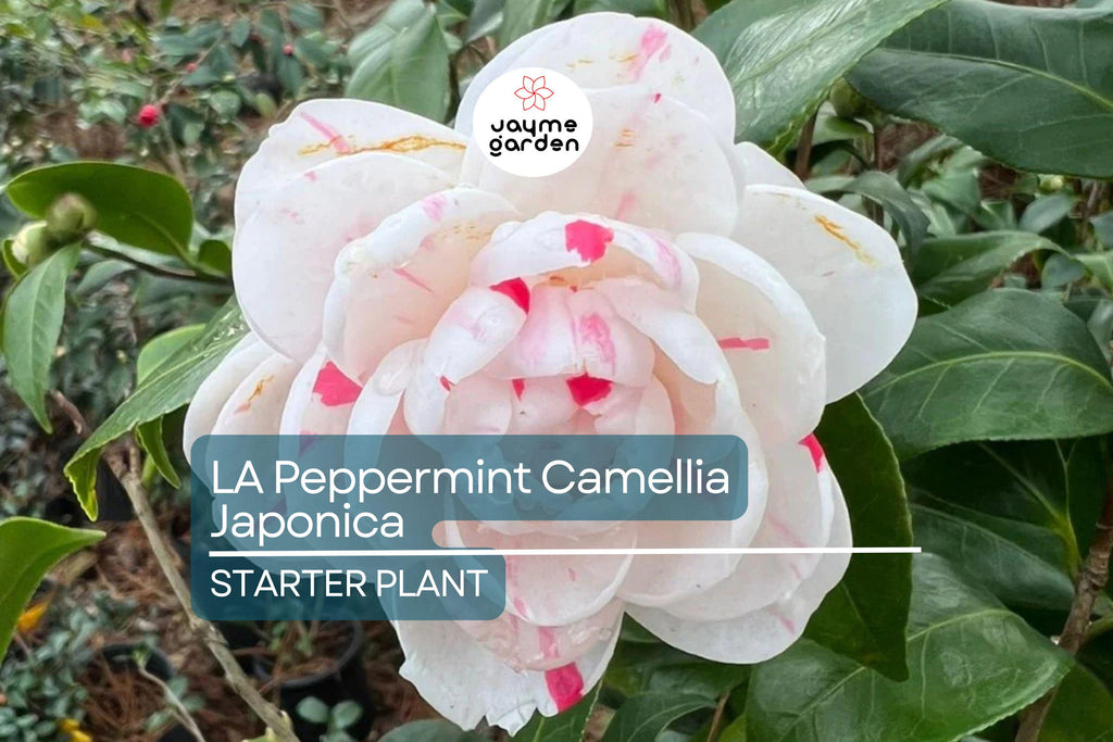 LA Peppermint Camellia Japonica | Rare Starter Plant (4L) | Fragrant Double Blooms | Evergreen Shrub for Shade Gardens | Zones 7a-9b