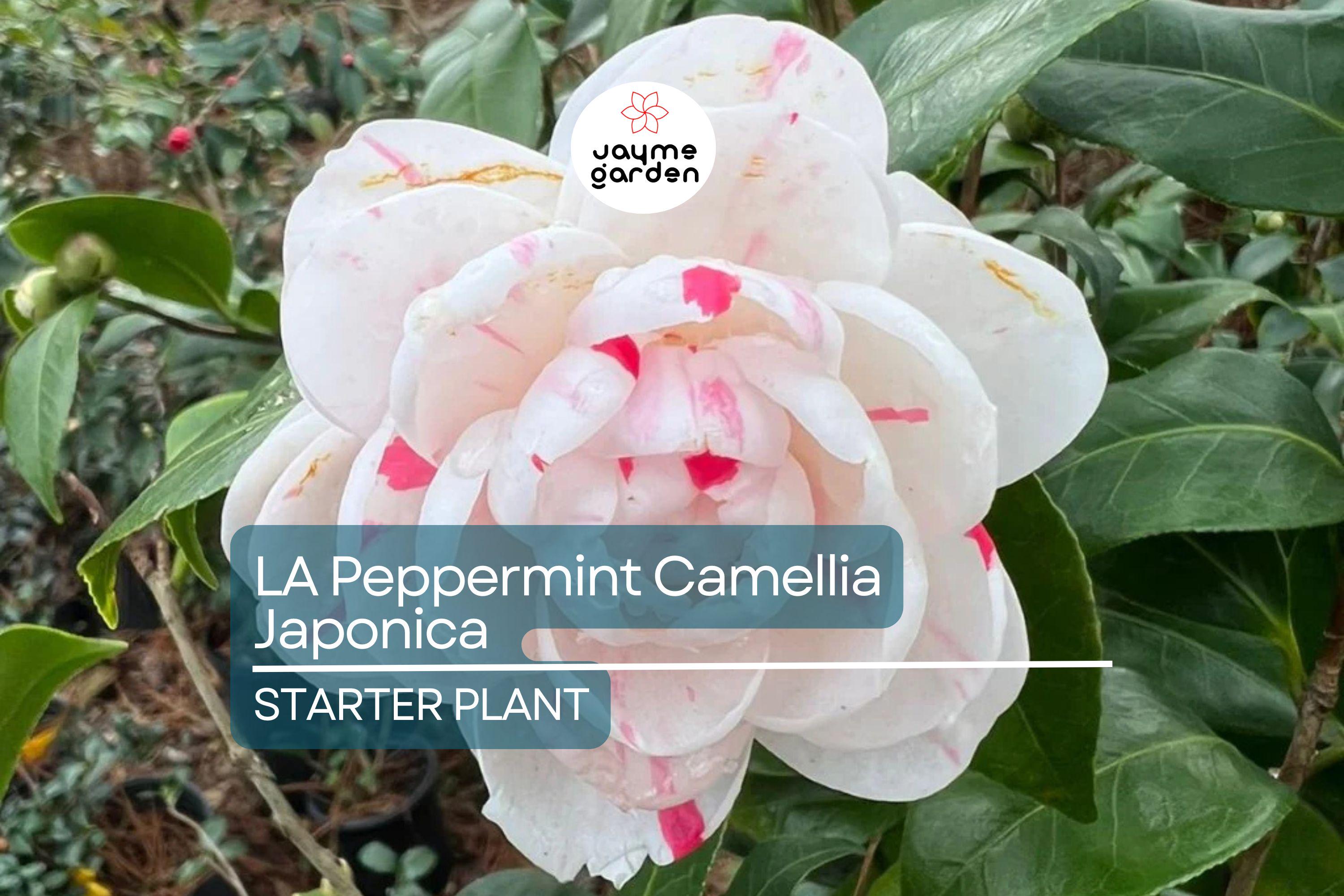 LA Peppermint Camellia Japonica | Rare Starter Plant (4L) | Fragrant Double Blooms | Evergreen Shrub for Shade Gardens | Zones 7a-9b
