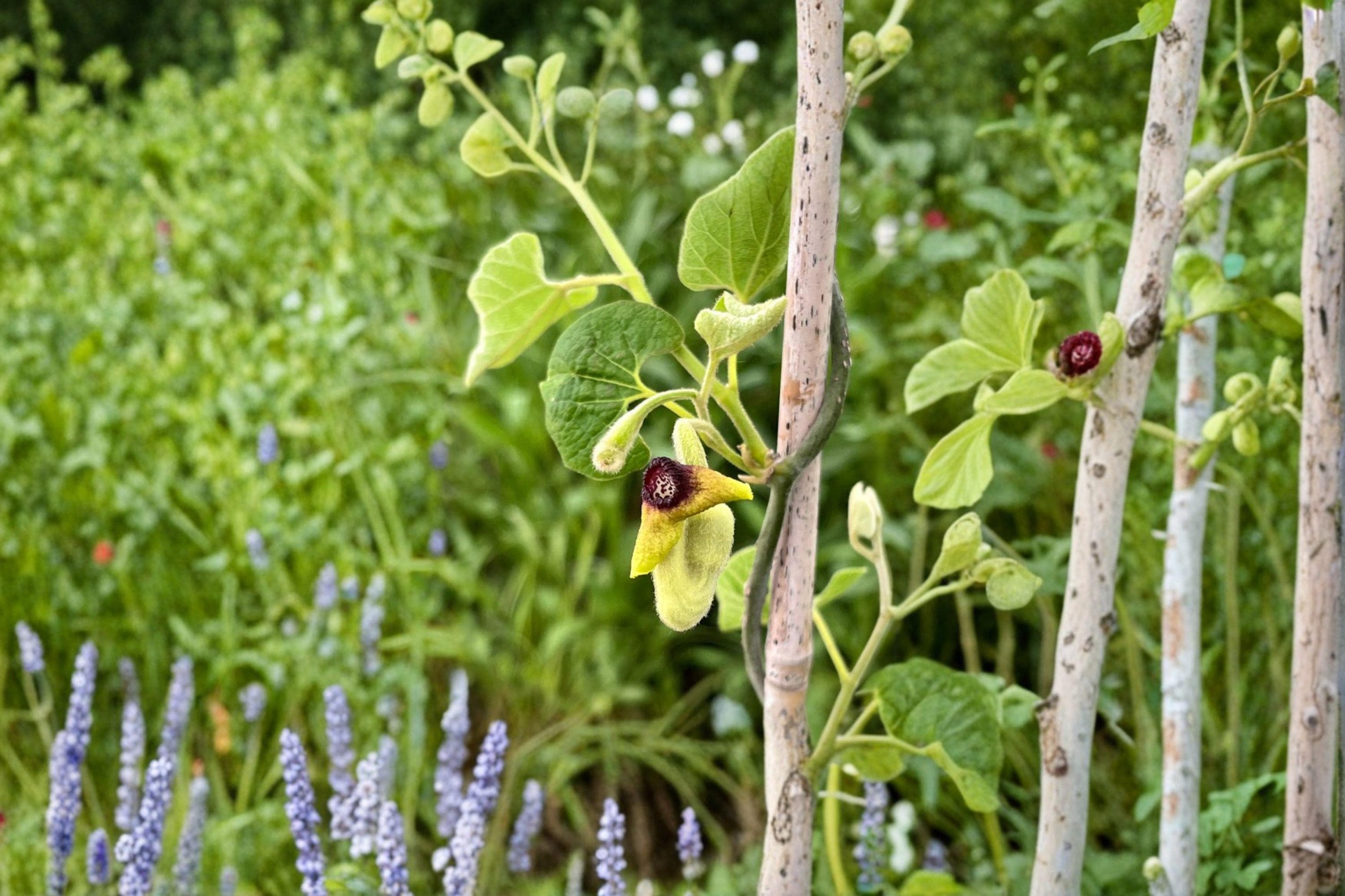 Woolly Dutchman’s Pipevine – Aristolochia tomentosa, Native Perennial Vine | Pipe-Shaped Flowers (10 Seeds)