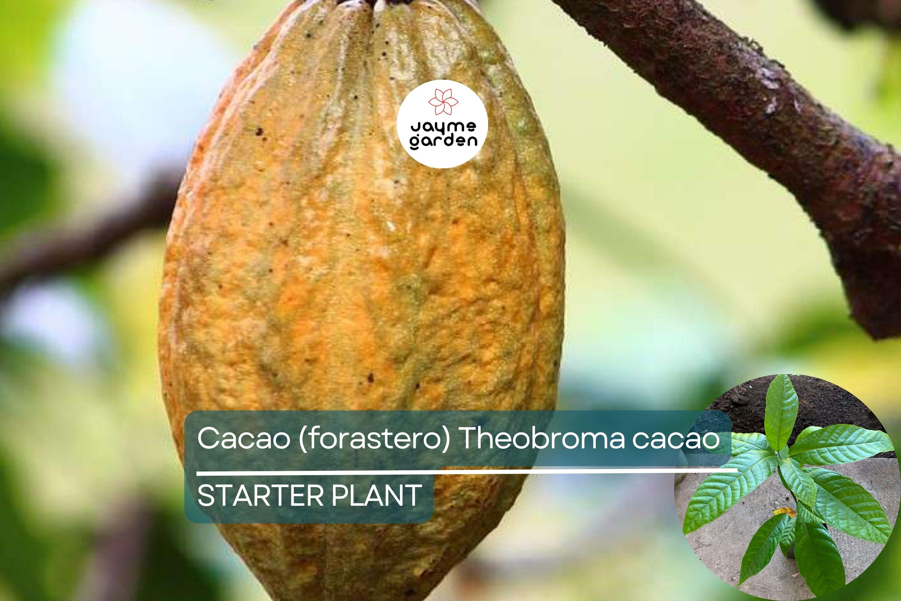 Cacao Tree Starter Plant – Live Tropical Fruit Tree (Theobroma cacao) | Forastero Variety | 1’-2’