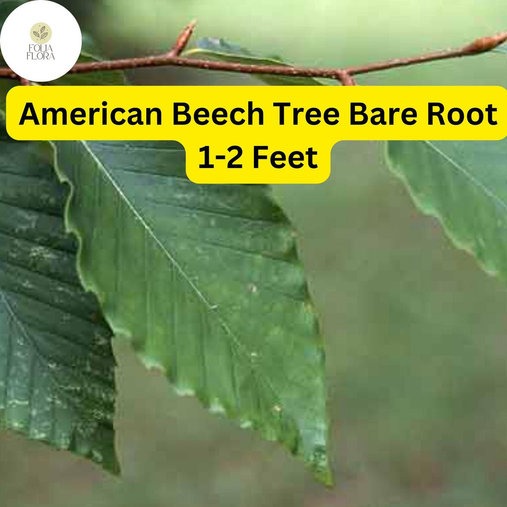 1 Fagus grandifolia American Beech Tree - Live Bare Root Plant 1-2 Feet for Zones 3-9