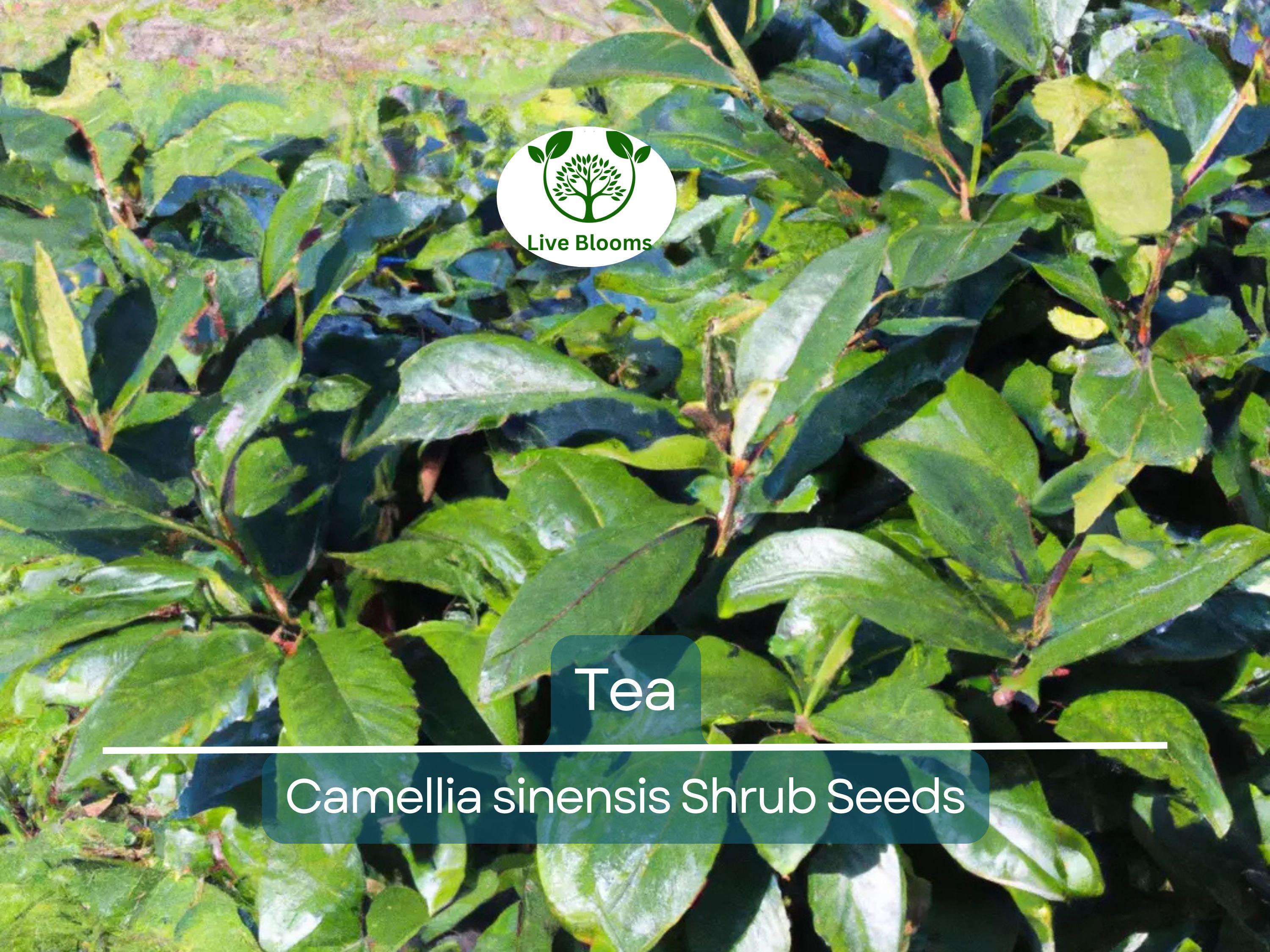 5 Tea Shrub Seeds (Camellia sinensis), Black, White, Green Tea Leaf Tree Plant, Grow Your Own Tea, Organic, Perfect for Garden or Home