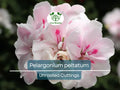 2 White Pink Pelargonium Peltatum Trailing Ivy Geranium Live Plant 6" Unrooted Cuttings, Geranium peltatum, Indoor/Outdoor Hanging Basket