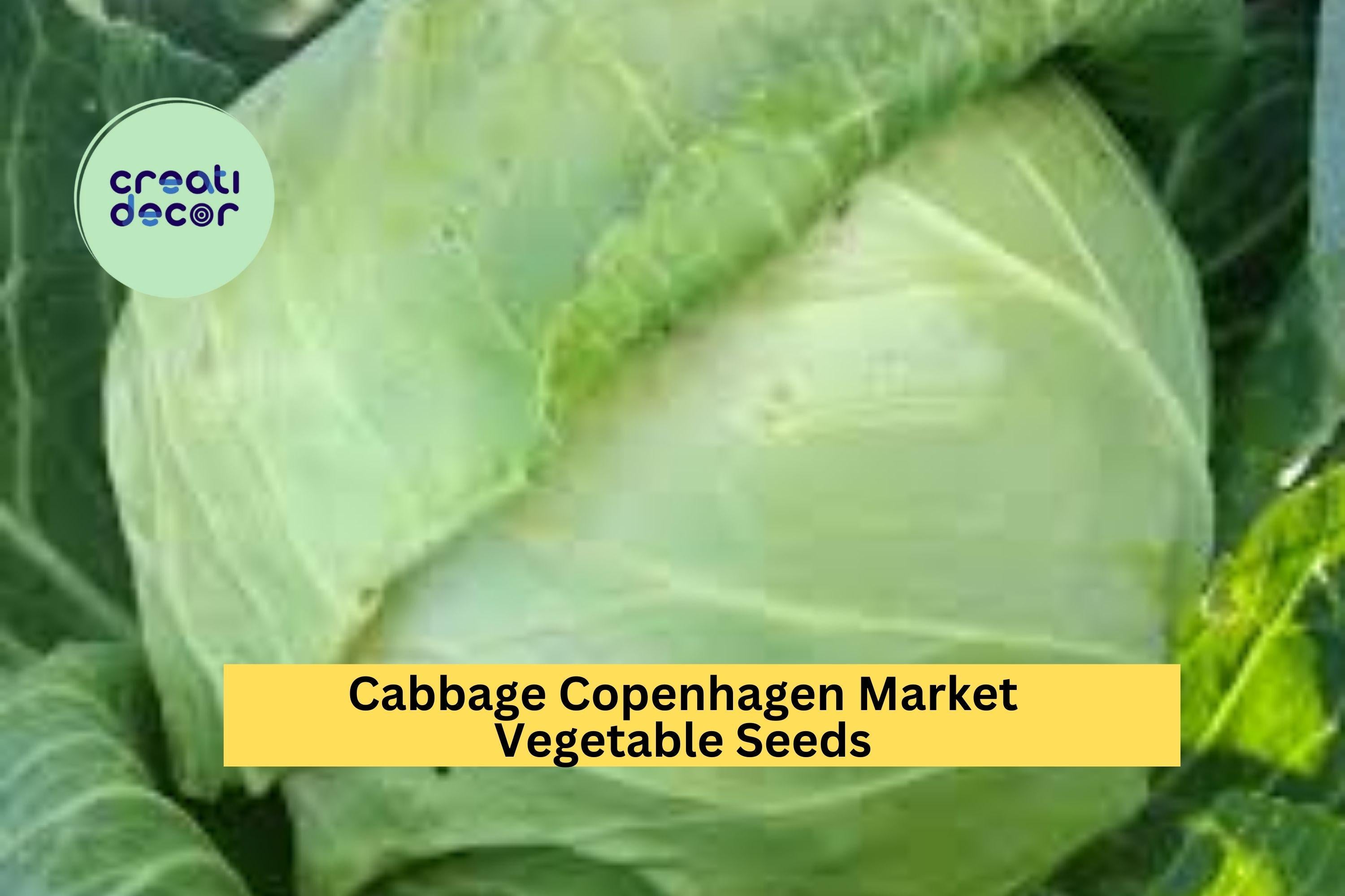 3pcs x 1g Copenhagen Market Cabbage Seeds – Heirloom Green Heads for Raised Beds, Garden Rows, or Containers Seeds for Planting