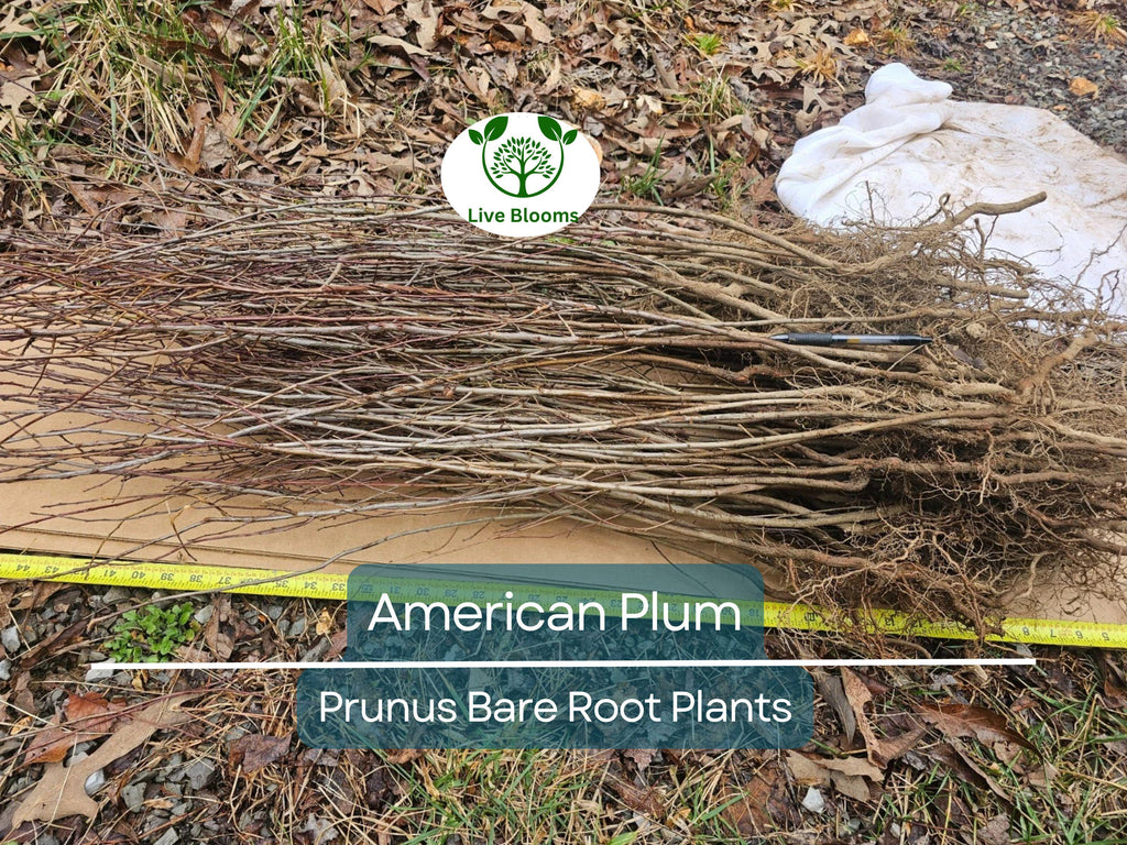 10 American Plum Tree Saplings – Native Bare Root Plants – Prunus Americana for Wildlife, Pollinators, Edible Landscaping
