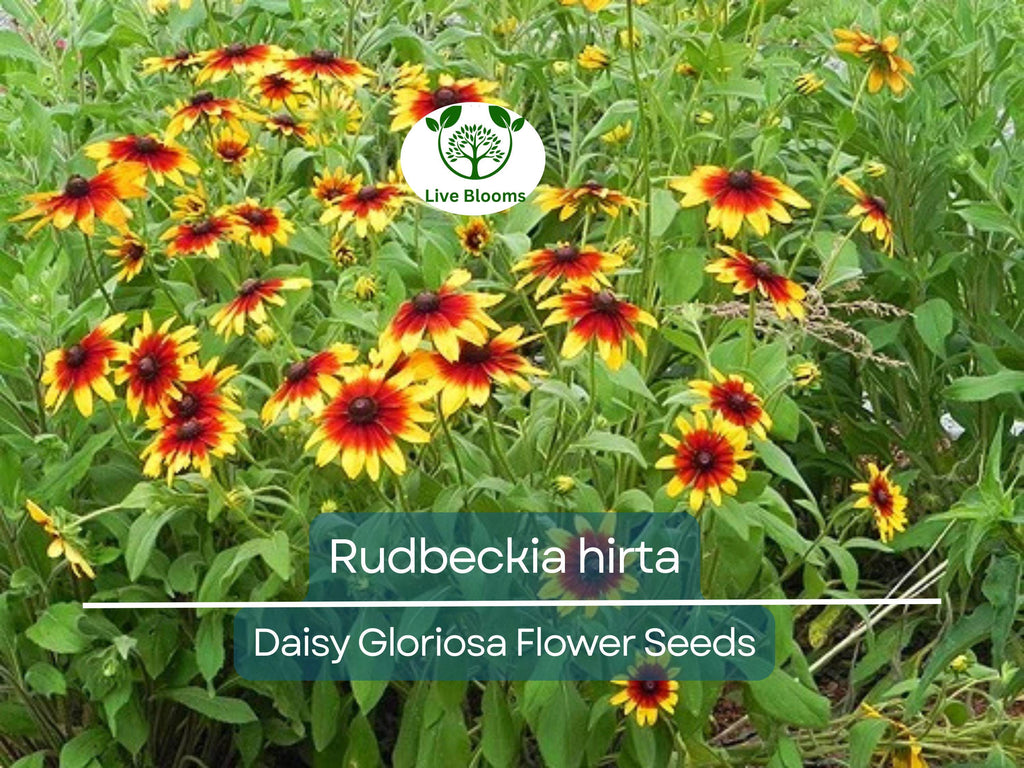300 Seeds Daisy Gloriosa (Rudbeckia hirta) - Yellow Wildflower for Planting, Perennial, Garden, Pollinator-Friendly, Drought Tolerant