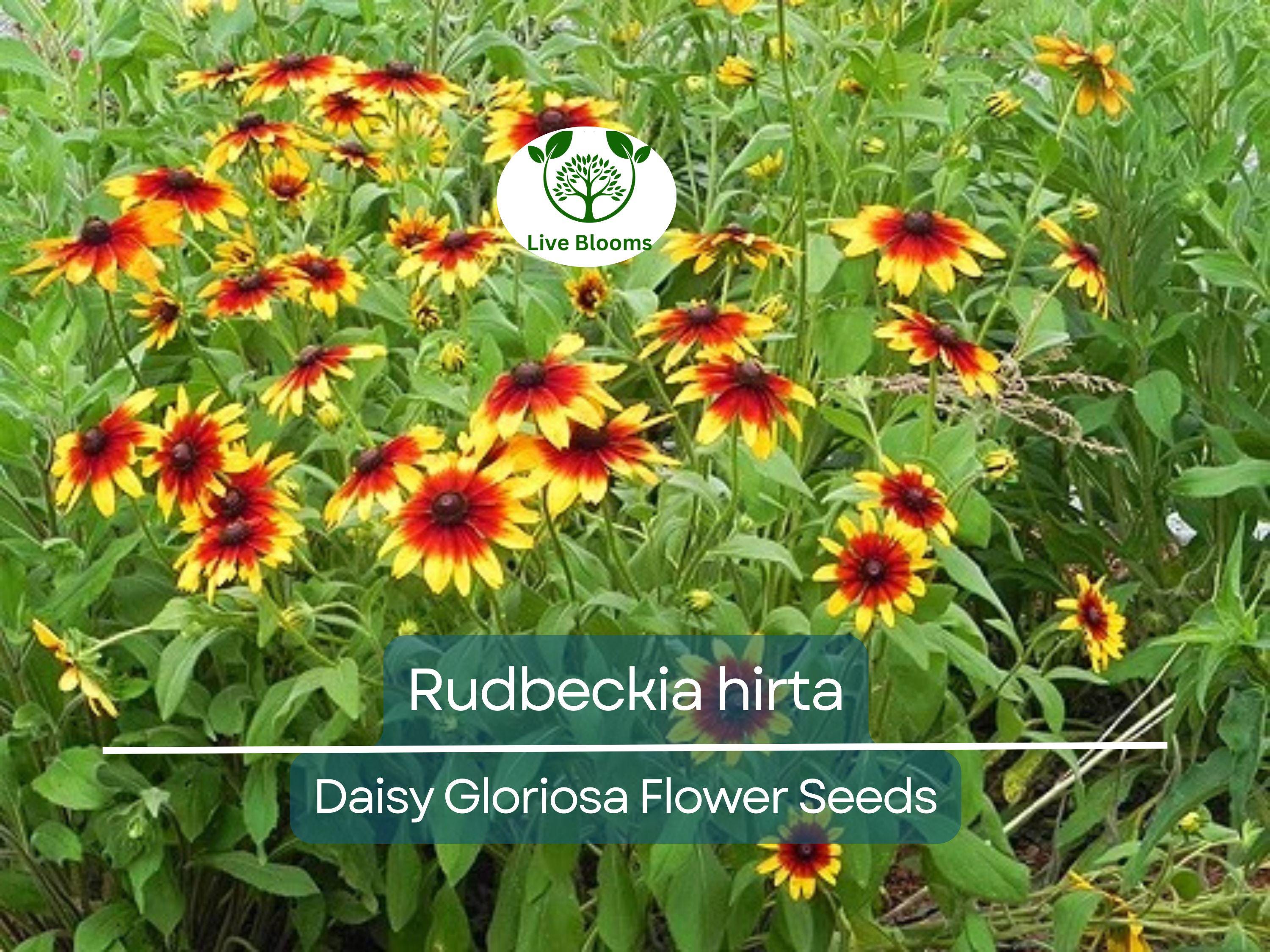 300 Seeds Daisy Gloriosa (Rudbeckia hirta) - Yellow Wildflower for Planting, Perennial, Garden, Pollinator-Friendly, Drought Tolerant