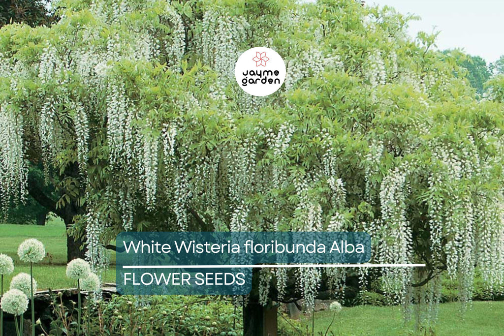 5 White Wisteria floribunda Alba Seeds – Hardy Climbing Vine, Fragrant White Flowers, Rare for Garden