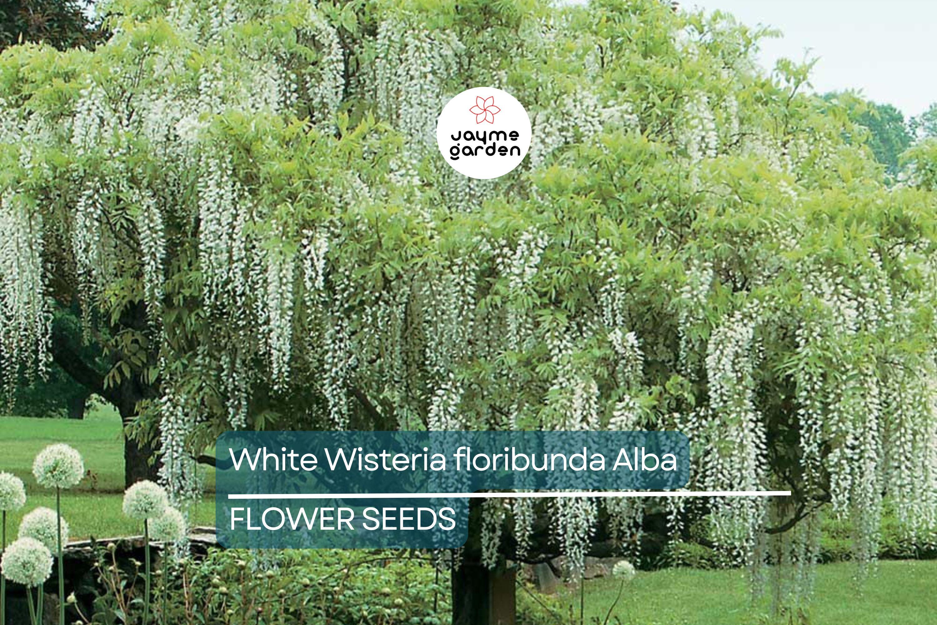 5 White Wisteria floribunda Alba Seeds – Hardy Climbing Vine, Fragrant White Flowers, Rare for Garden