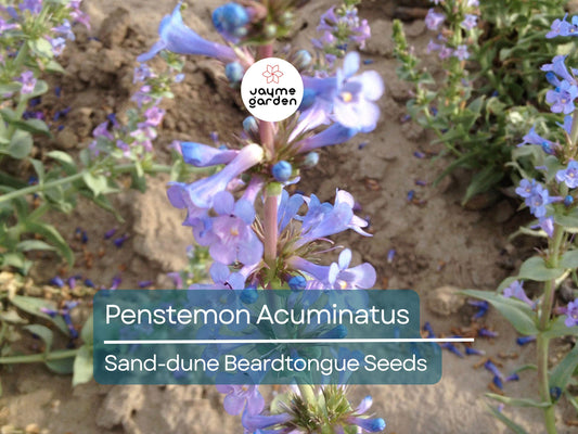 50 Seeds Penstemon Acuminatus | Sand-dune Beardtongue for Planting | Native Perennial Wildflower | Drought Tolerant | Pollinator Friendly