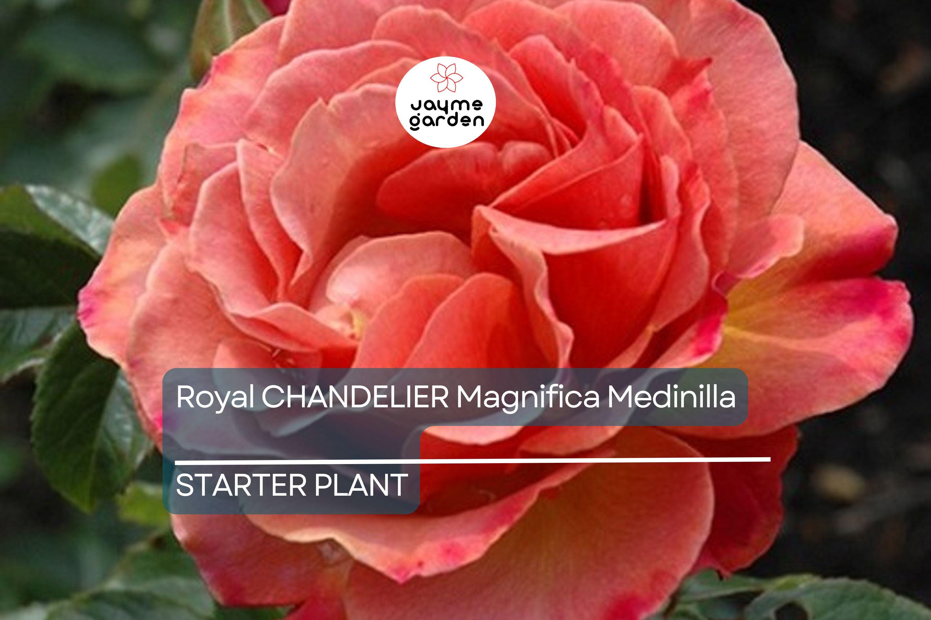 Pumpkin Patch Rose Starter Plant 6-10" Tall - Orange-Brown Blooms - Autumn Inspired, Full Sun, Rustic Garden Charm
