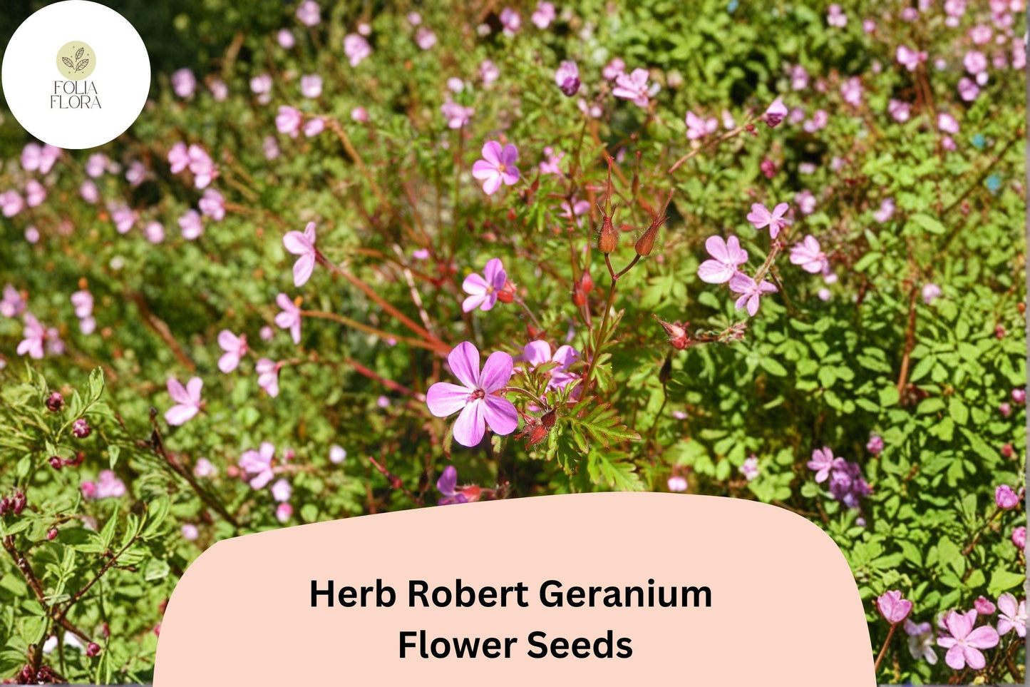 25+ Herb Robert Geranium Seeds for Garden Planting – Hardy, Easy to Grow Perennial with Pink Flowers
