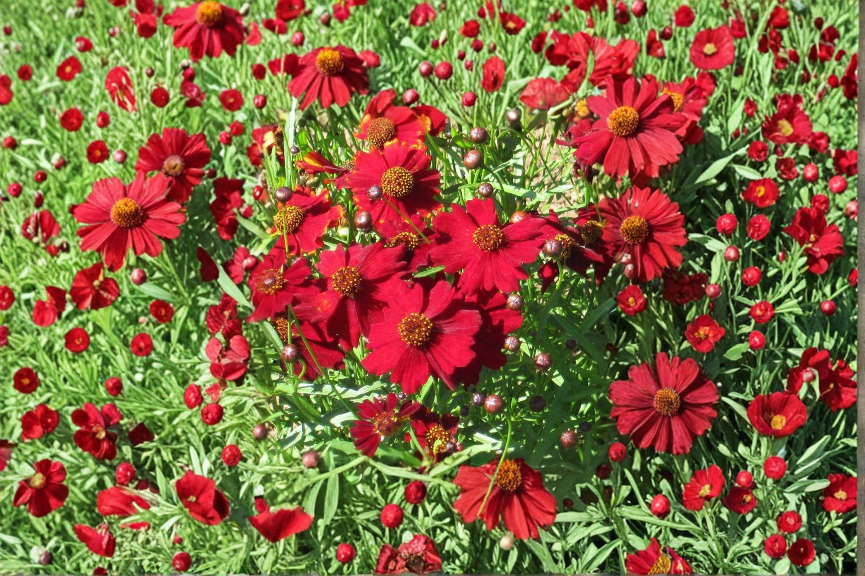 Coreopsis – Coreopsis tinctoria 300 Seeds | Plains Dwarf Red | Compact Native Wildflower | Pollinator-Friendly Annual