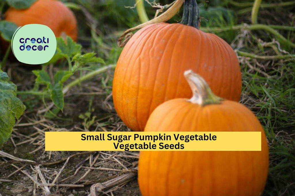 3pcs of 1g Small Sugar Pumpkin Seeds – Sweet Heirloom Pumpkin for Baking, Cooking, and Home Garden Harvest Seeds for Planting