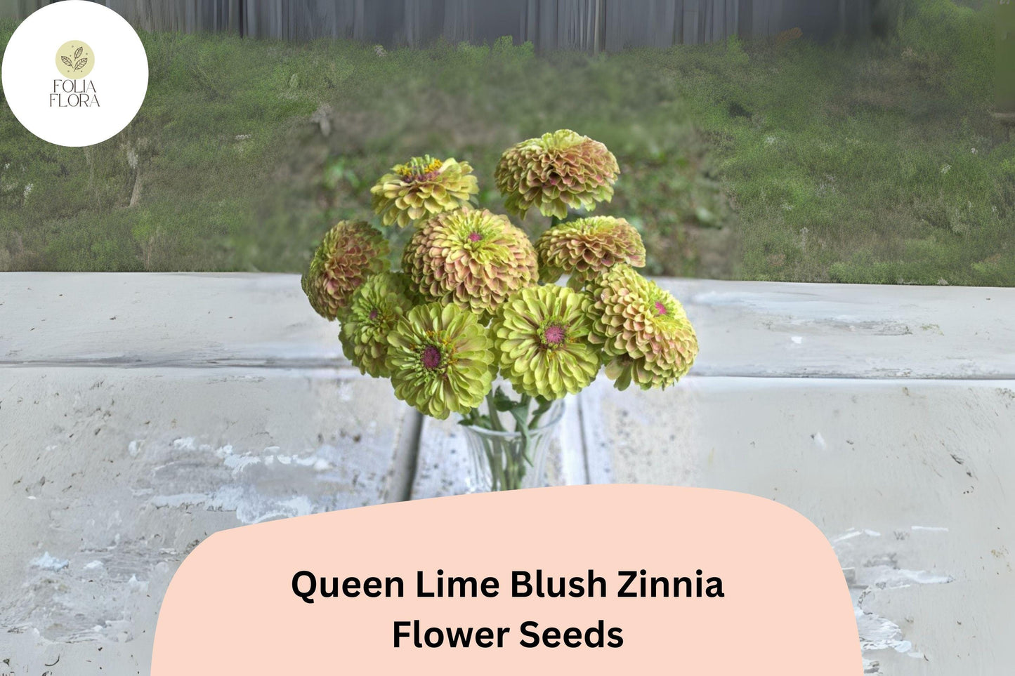 100+ Queen Lime Blush Zinnia Seeds | Soft Lime & Blush Blooms | Compact Garden Annual Flowers, Easy Grow, Cut Flower Variety