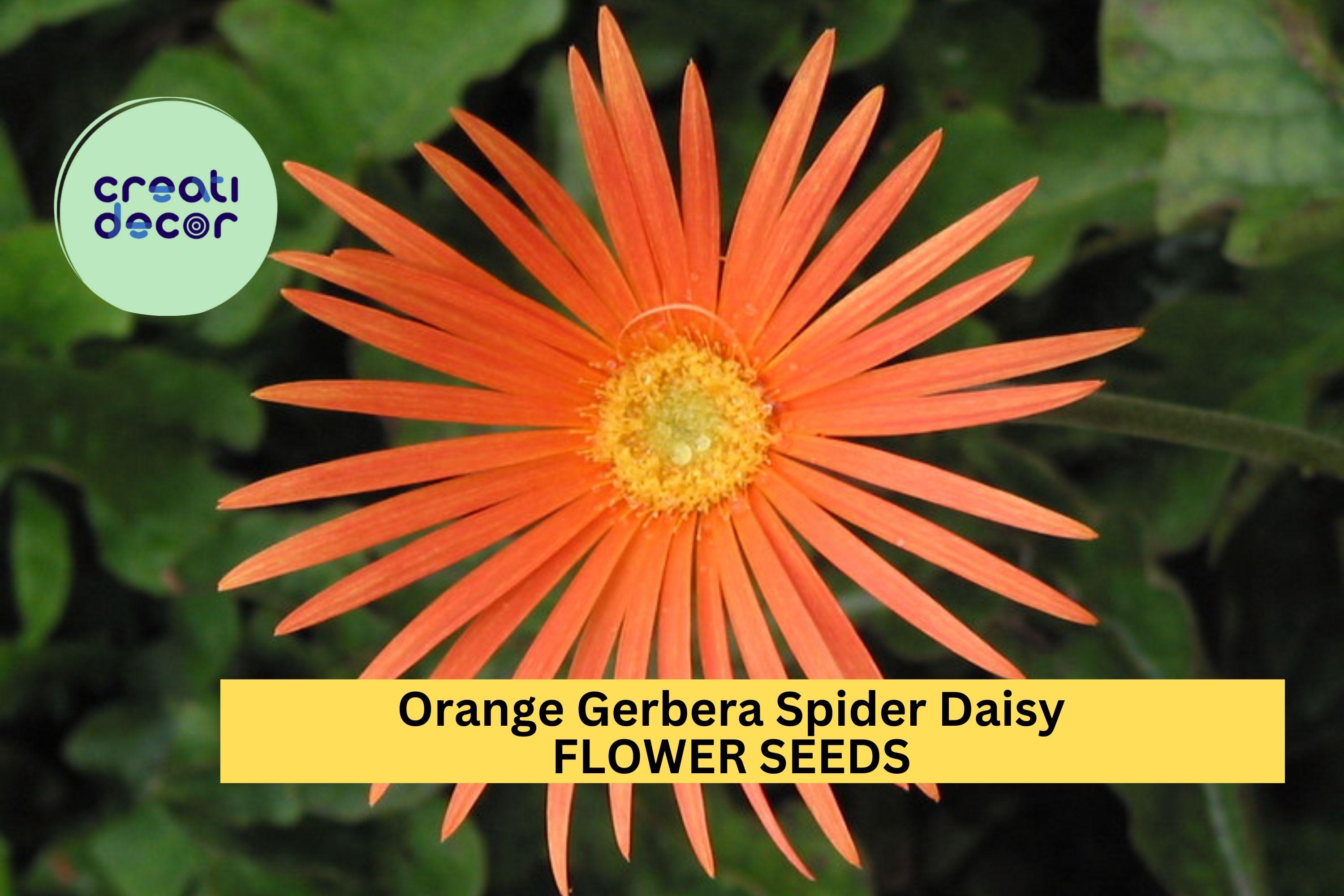 50+ Orange Gerbera Spider Daisy Seeds – Unique Spiky Blooms for Garden Planting, Bright Cut Flowers for Beds & Containers – USA