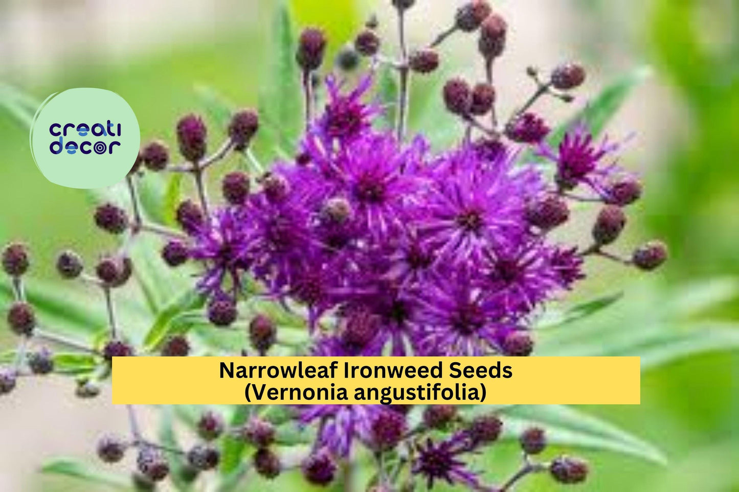 Narrowleaf Ironweed Seeds (Vernonia angustifolia) – 100 Seeds – Purple Native Wildflower for Pollinator and Meadow Gardens