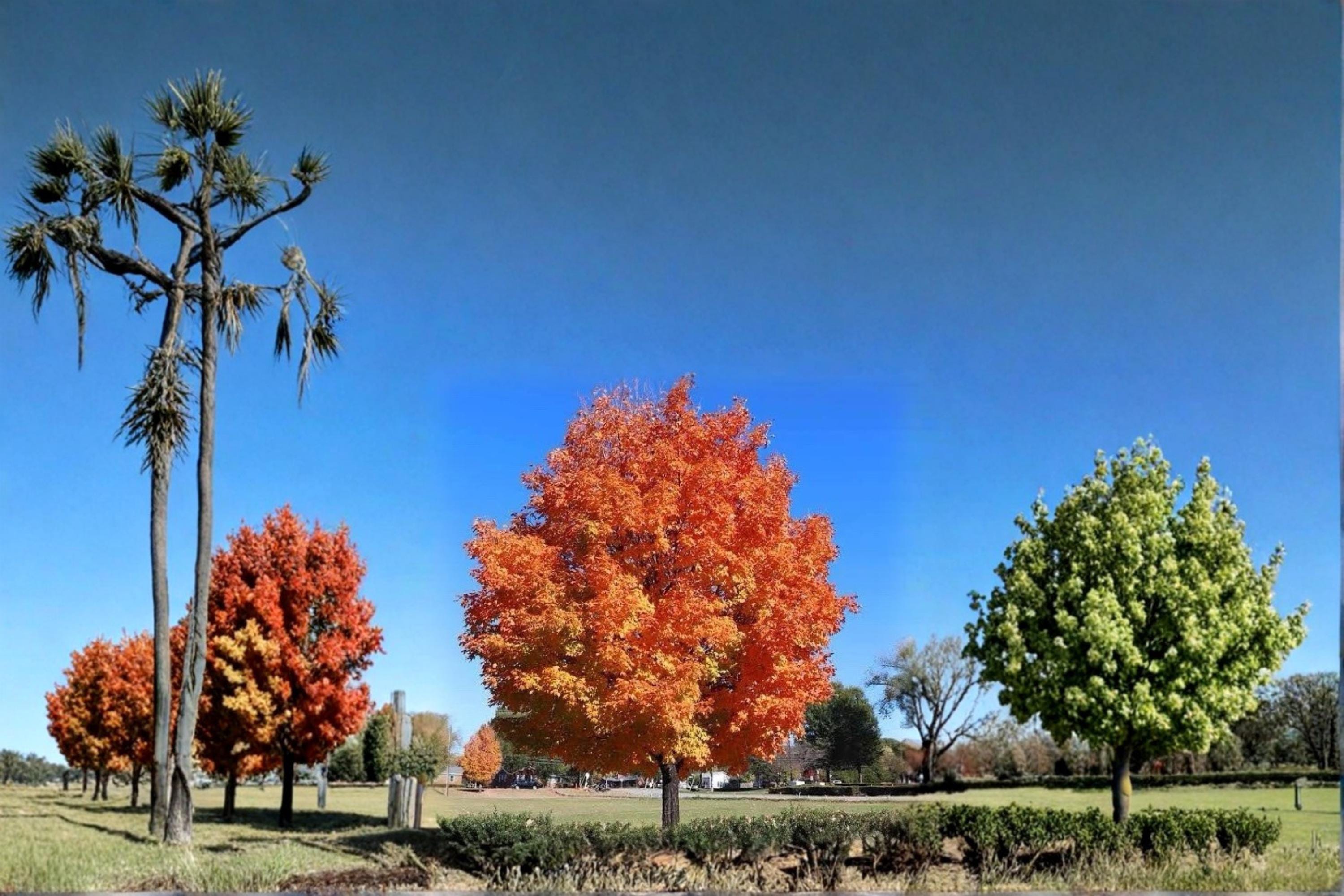 Sugar Maple 2 Live Plants 2ft Tall Bare Root (Acer saccharum) Maple Tree