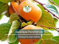 5 Japanese Persimmon Seeds (Diospyros kaki) - Edible Fruit Tree, Sweet, Nutritious Fruit for Garden or Orchard - Non-GMO, Easy to Grow