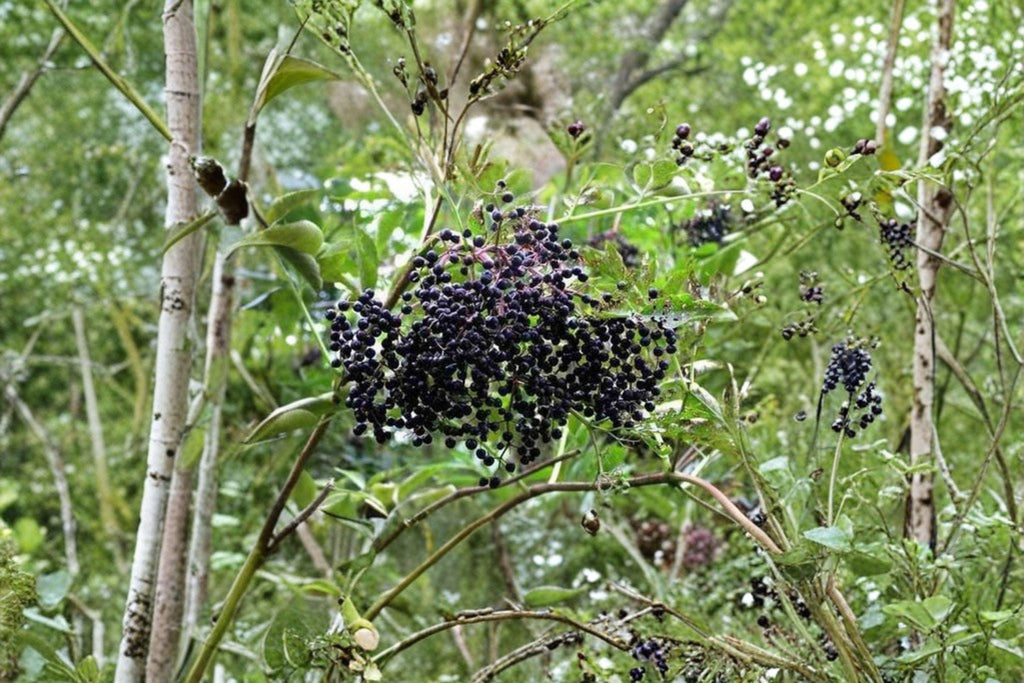 American Elderberry Seeds – Sambucus canadensis | 50 Seeds | Native Berry Shrub for Pollinator & Wildlife Gardens