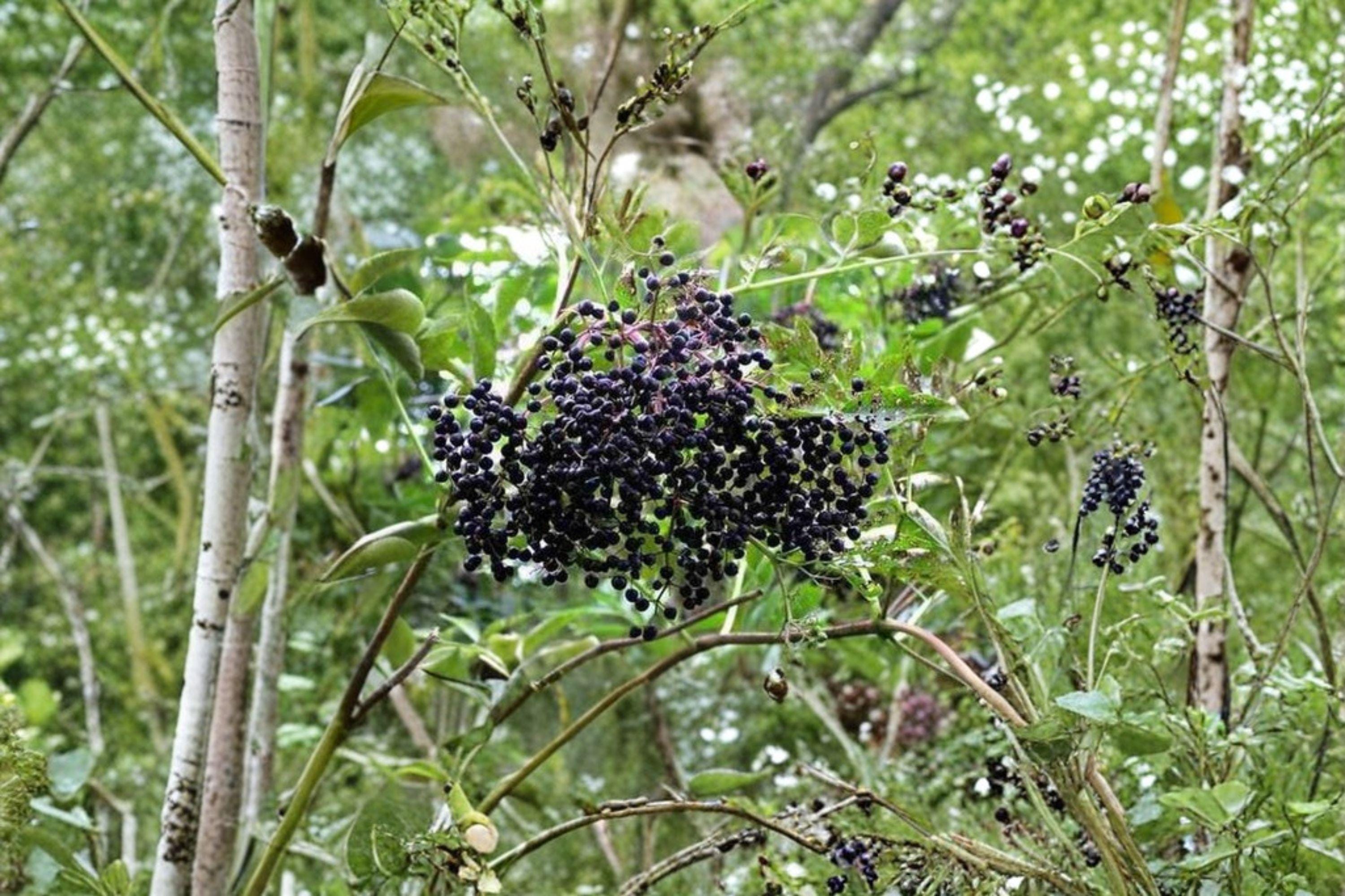 American Elderberry Seeds – Sambucus canadensis | 50 Seeds | Native Berry Shrub for Pollinator & Wildlife Gardens