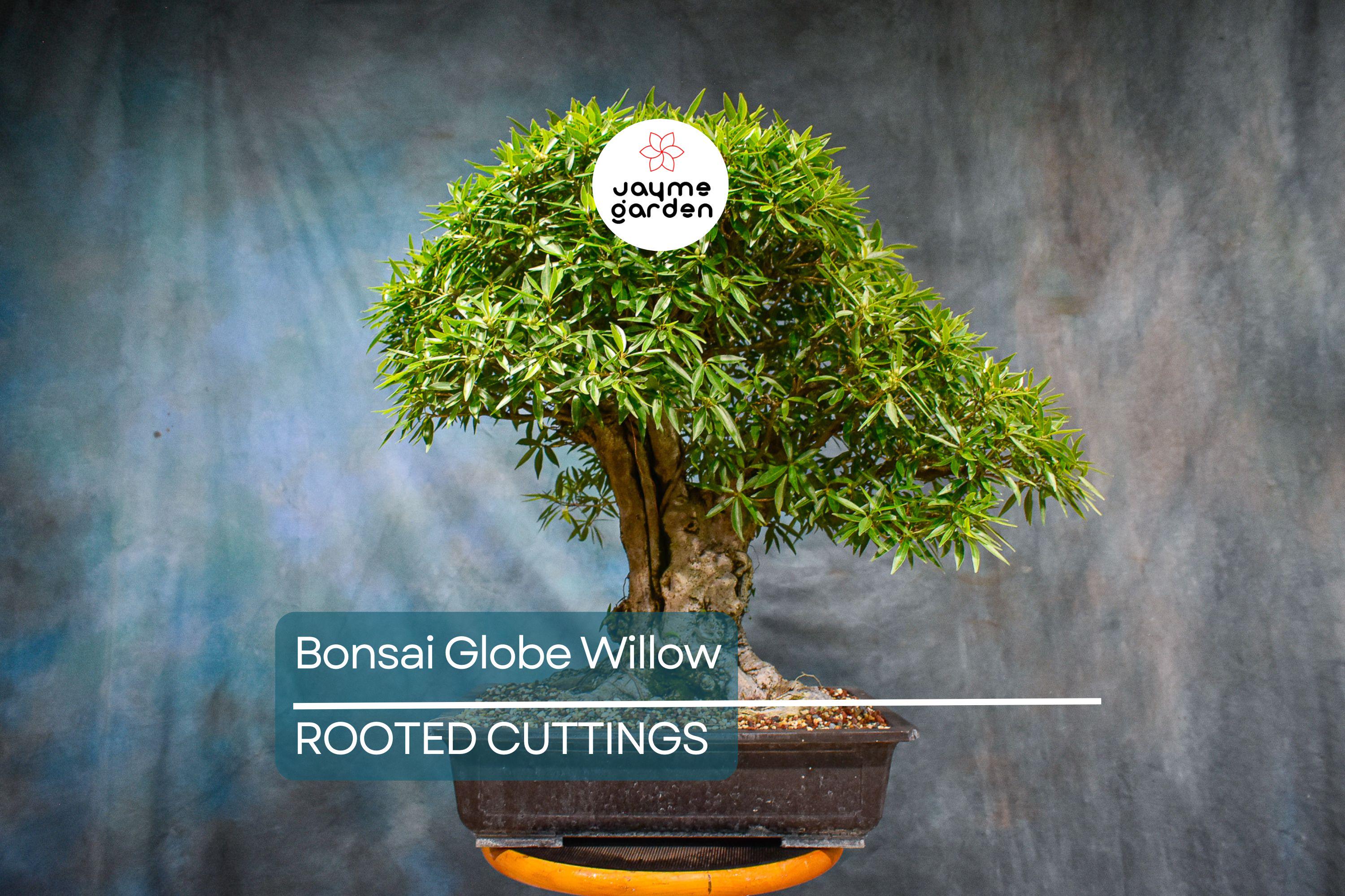 Bonsai Globe Willow Tree | Large Thick Trunk Cutting | Fast Growing | Bare Root | Unique Round Shape | Hardy Zones 3-10 | Easy to Grow