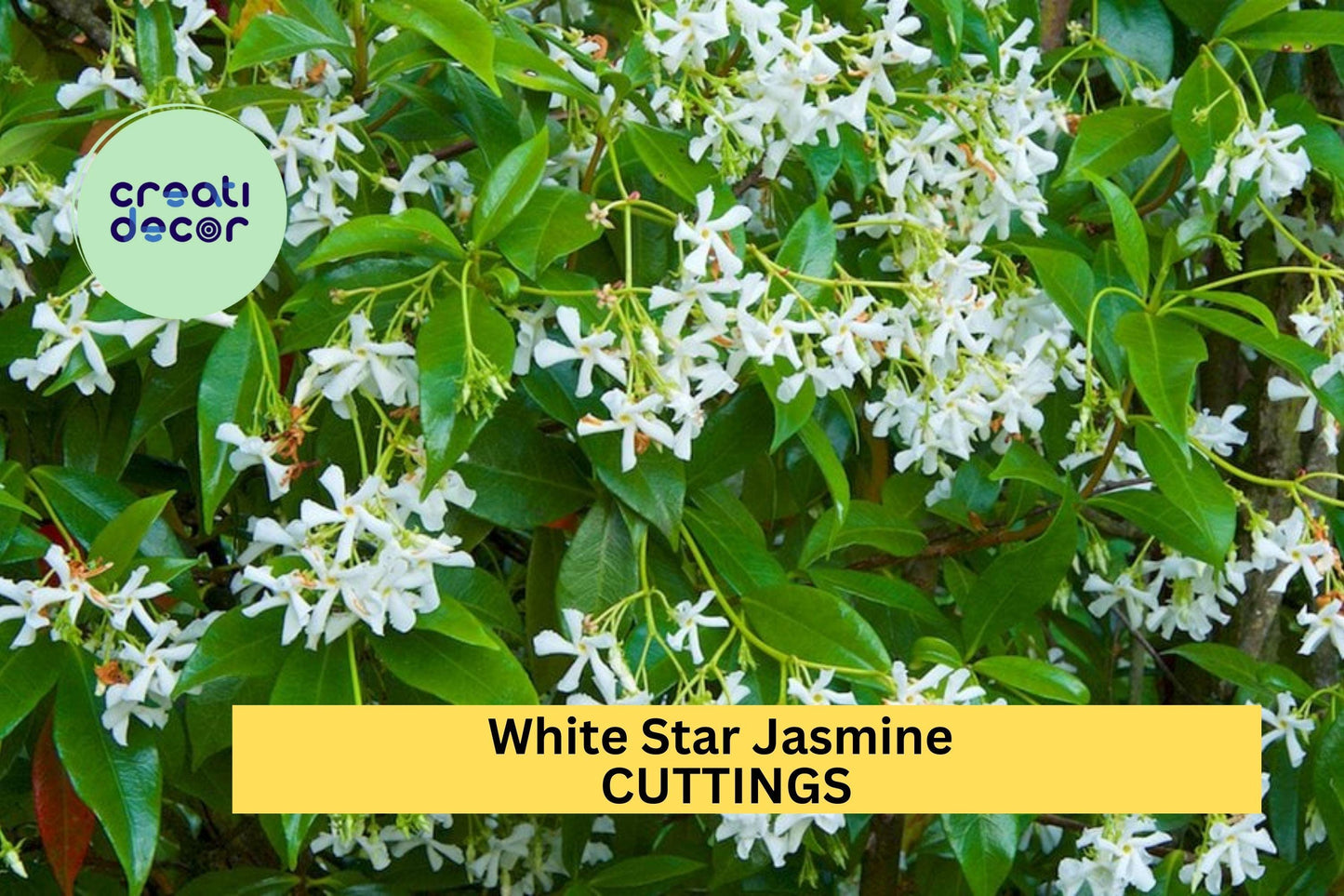 5 Star Jasmine Cuttings | Fragrant White Flower Vine Starter | Unrooted Plant Cuttings for Garden Trellis or Container Growing