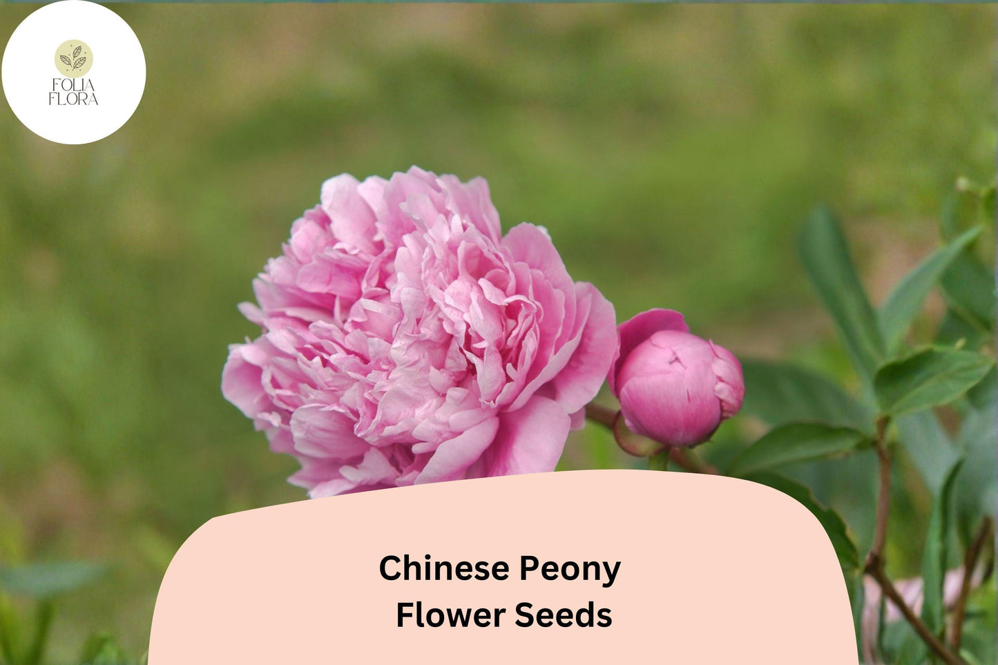 Chinese Herbaceous Peony Seeds 5 | Paeonia lactiflora Hardy Perennial Garden Flower