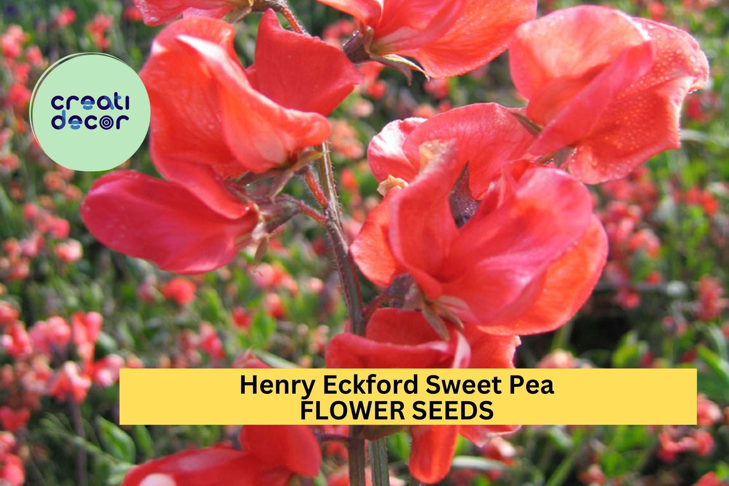 50+ Henry Eckford Sweet Pea Seeds – Fragrant Orange-Pink Blooms for Garden Planting, Climbing Vines for Trellises – USA