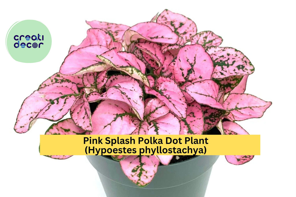 Hypoestes Pink Splash Live Plant – 2.5” Potted Polka Dot Plant, Colorful Indoor Houseplant with Pink-Green Leaves