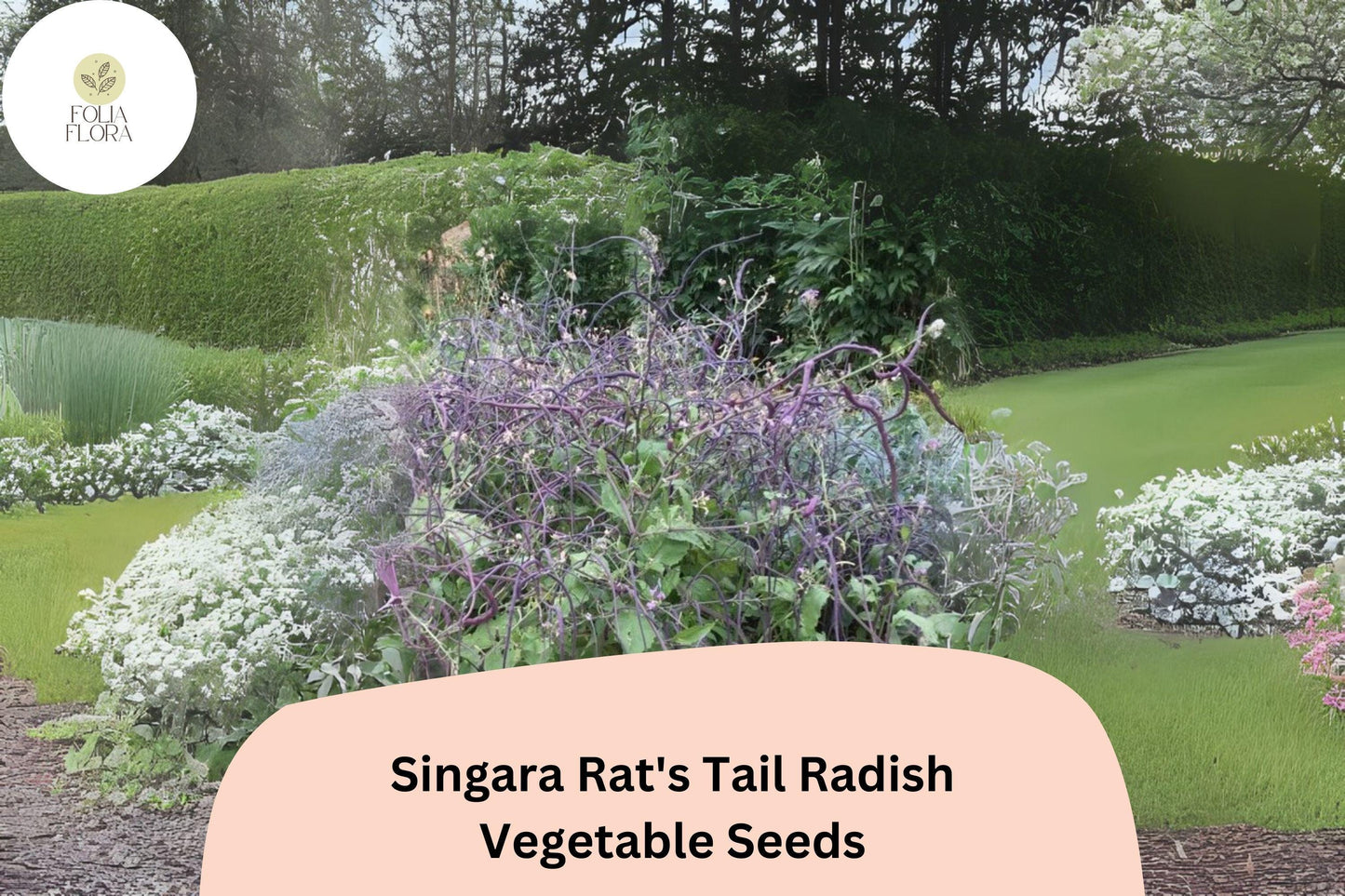 500+ Singara Rat's Tail Radish Seeds – Edible Pods & Heirloom Garden Radish