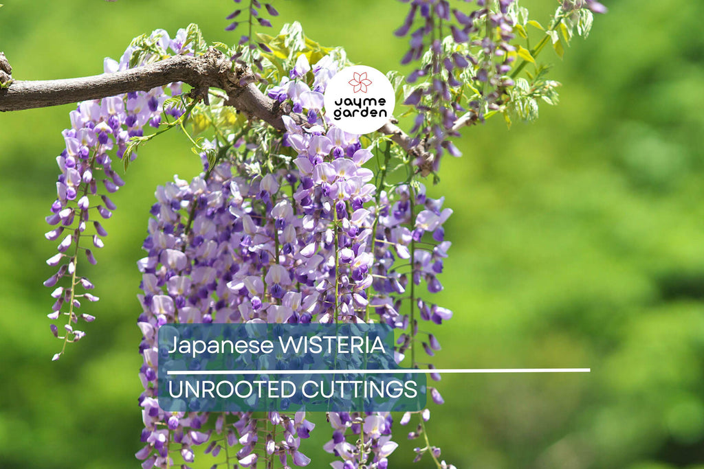 Japanese Wisteria Cuttings - 10 Fresh Softwood Cuttings (5-8 in) - Fragrant Purple Flowers, Fast Blooming, Ready to Grow
