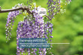 Japanese Wisteria Cuttings - 10 Fresh Softwood Cuttings (5-8 in) - Fragrant Purple Flowers, Fast Blooming, Ready to Grow