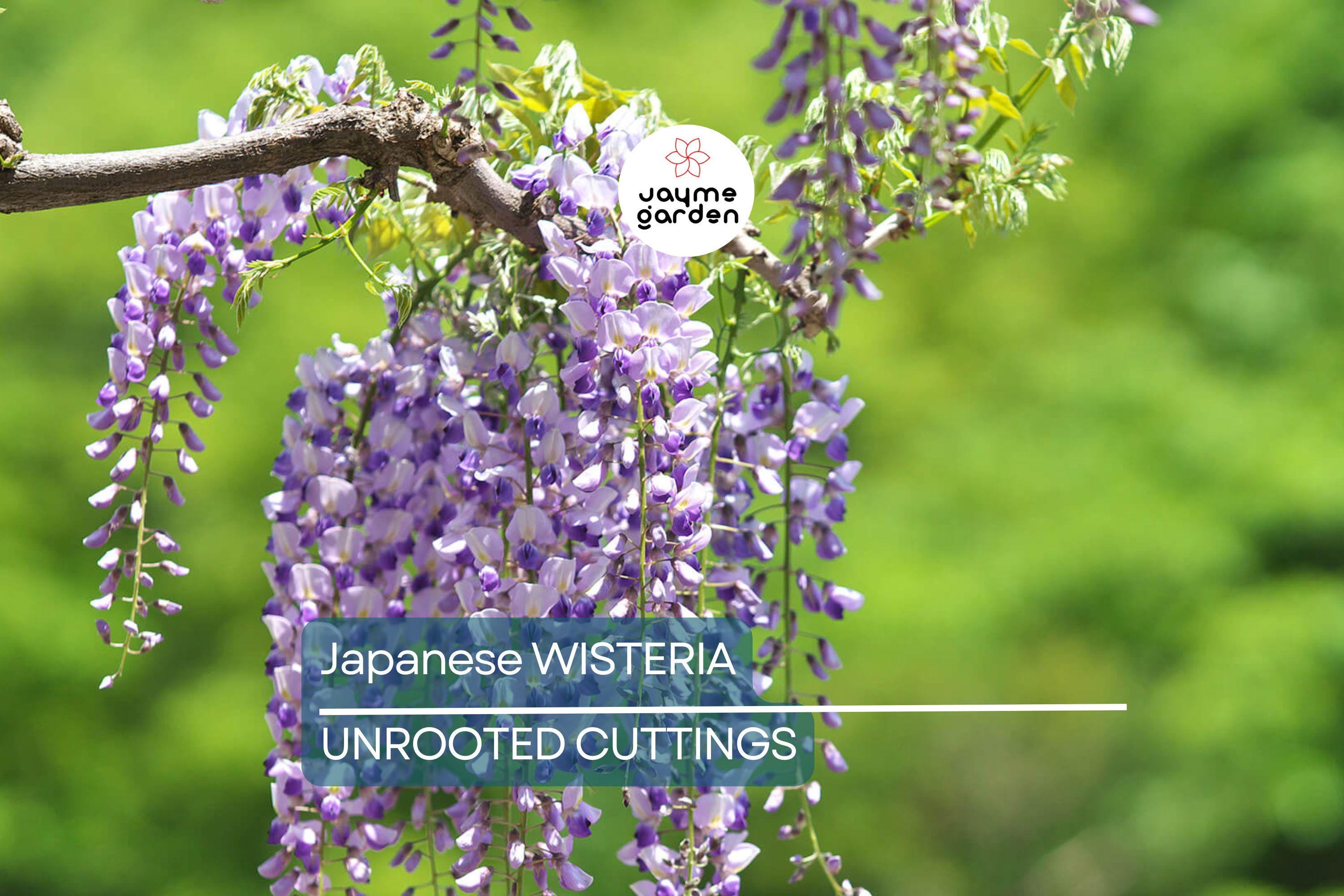 Japanese Wisteria Cuttings - 10 Fresh Softwood Cuttings (5-8 in) - Fragrant Purple Flowers, Fast Blooming, Ready to Grow