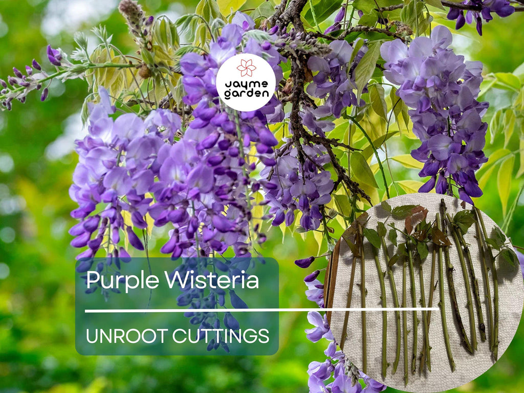 5 Unrooted Purple Wisteria Cuttings - Hardy Climbing Vine with Fragrant Flowers for Trellises, Fences, Gardens, & Outdoor Landscaping