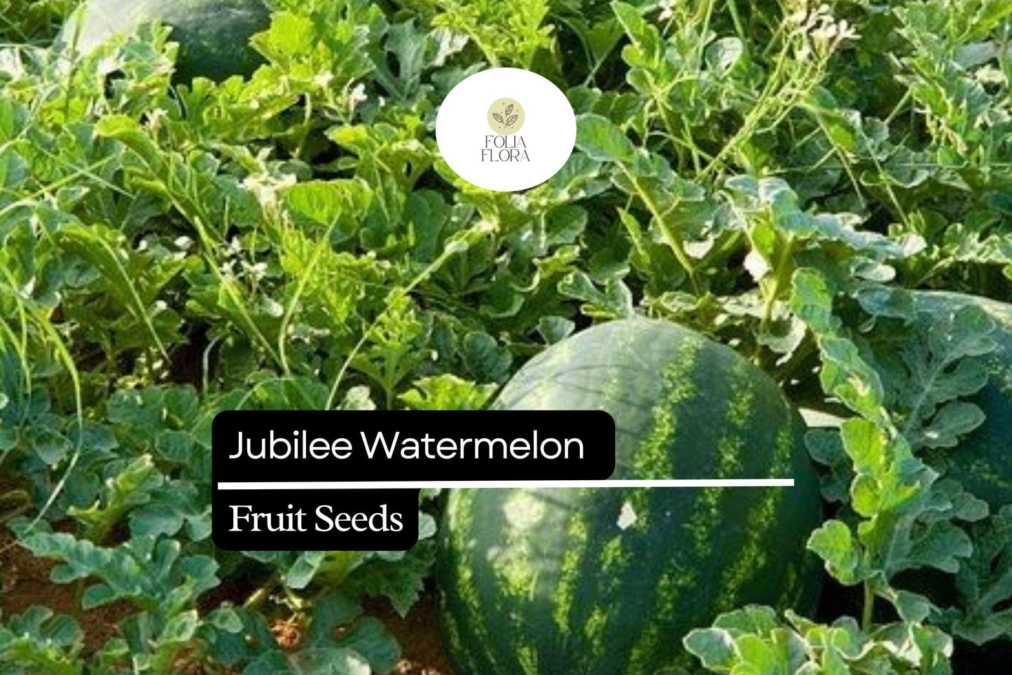 5 Seeds Jubilee Watermelon (Citrullus lanatus) – Sweet, Juicy, Striped Heirloom Variety